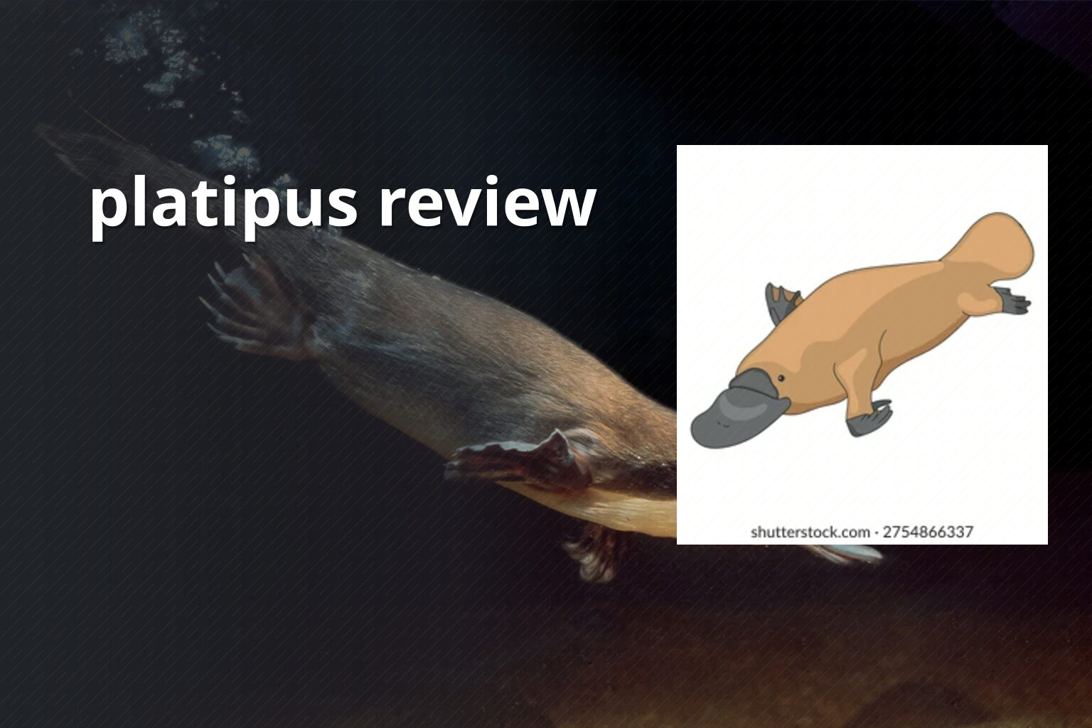 platipus review - gaming_brand
