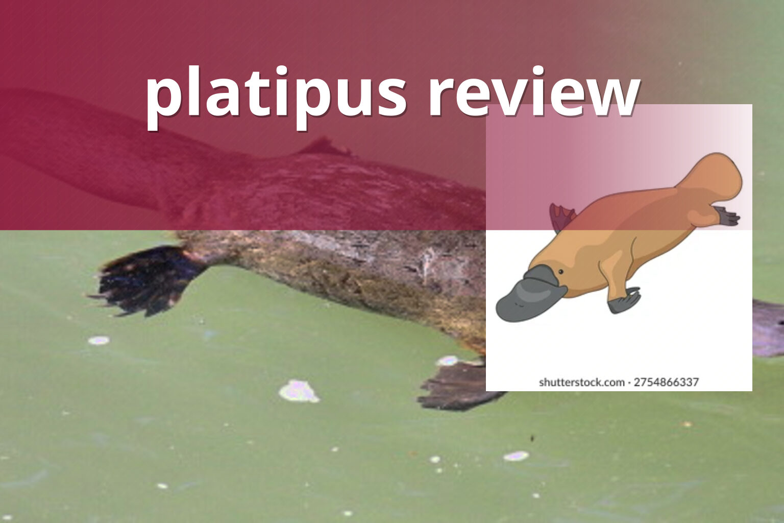 platipus review - gaming_brand